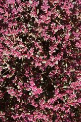 Trianthema parvifolia