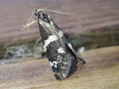 Lepidoscia tyrobathra