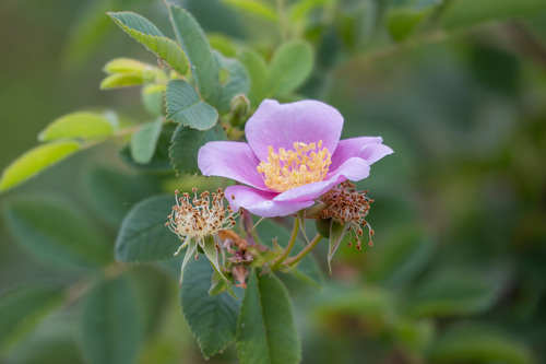 iNaturalist observation photo of California Wild Rose