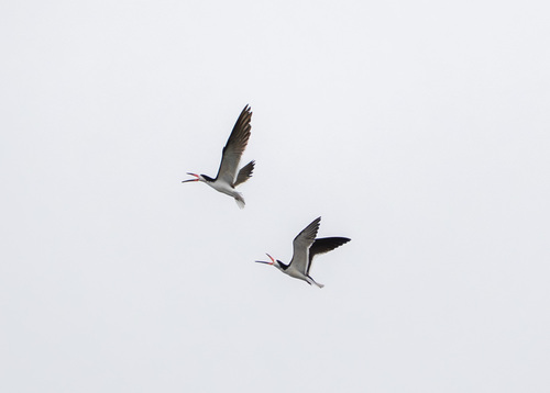 iNaturalist observation photo of Black Skimmer