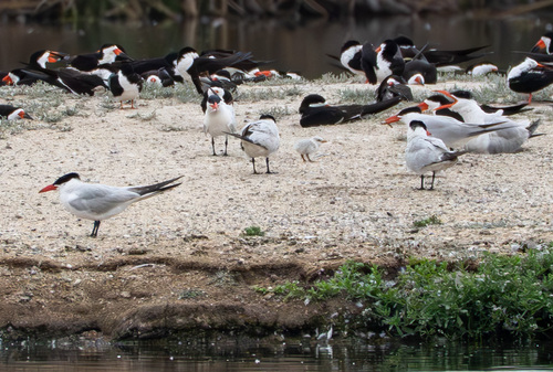 iNaturalist observation photo of Caspian Tern