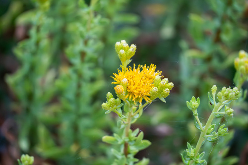 iNaturalist observation photo of Coastal Goldenbush