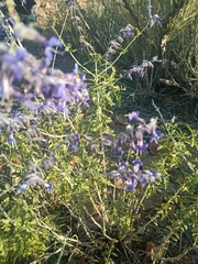 Salvia abrotanoides