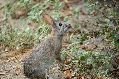iNaturalist observation photo of Brush Rabbit