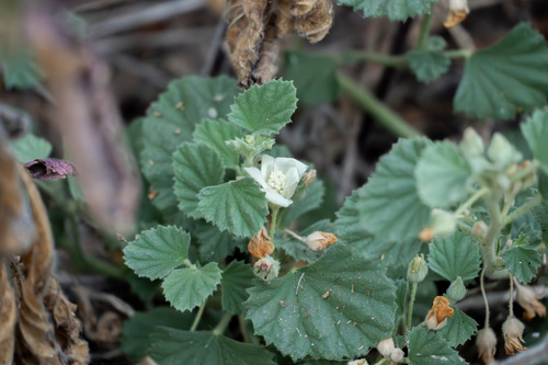 iNaturalist observation photo of alkali mallow