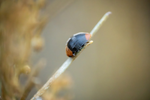iNaturalist observation photo of Mealybug Destroyer