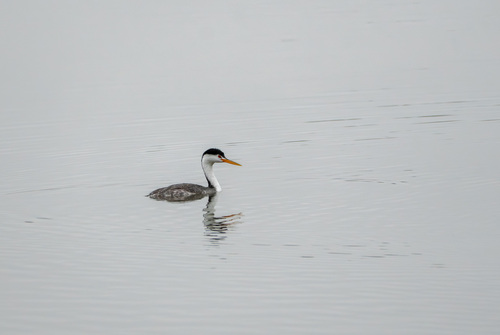 iNaturalist observation photo of Clark's Grebe