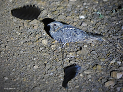 Caprimulgus longipennis