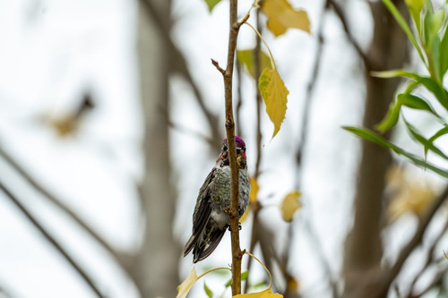 iNaturalist observation photo of Anna's Hummingbird