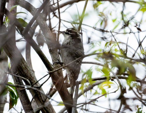iNaturalist observation photo of Nuttall's Woodpecker