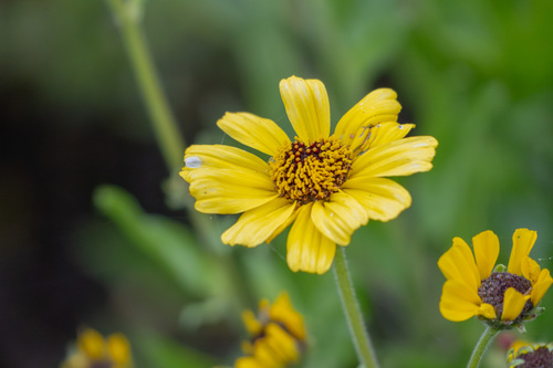 iNaturalist observation photo of California brittlebush