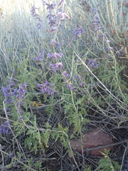 Salvia abrotanoides