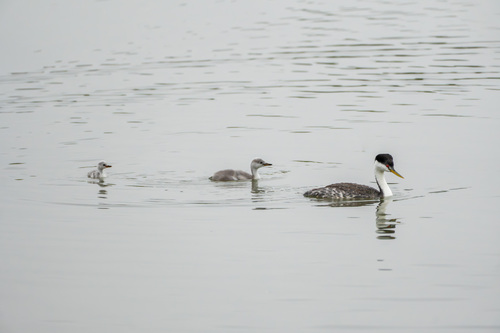iNaturalist observation photo of Clark's Grebe