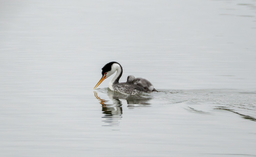 iNaturalist observation photo of Clark's Grebe