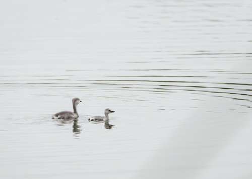 iNaturalist observation photo of Western and Clark's Grebes