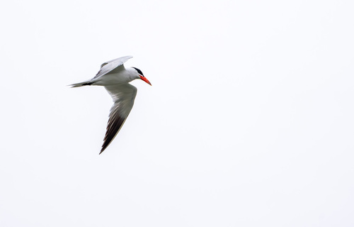 iNaturalist observation photo of Caspian Tern
