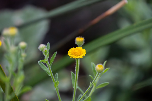 iNaturalist observation photo of Spanish False Fleabane
