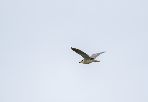 iNaturalist observation photo of Black-crowned Night Heron
