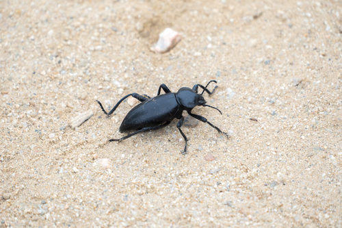 iNaturalist observation photo of Eleodes acuticauda