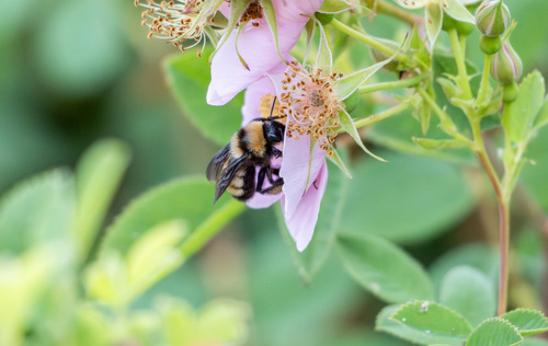 iNaturalist observation photo of Sonoran Bumble Bee