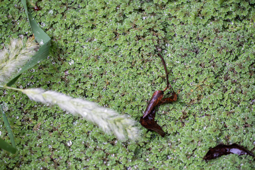 iNaturalist observation photo of water fern
