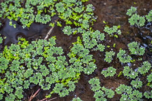 iNaturalist observation photo of Common Duckweed