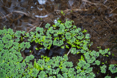 iNaturalist observation photo of water fern
