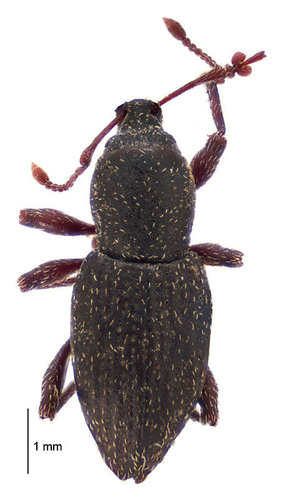 Genus Haplolobus · iNaturalist