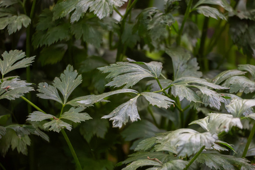 iNaturalist observation photo of Celery
