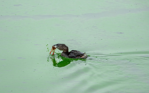 iNaturalist observation photo of Pied-billed Grebe