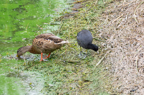 iNaturalist observation photo of American Coot