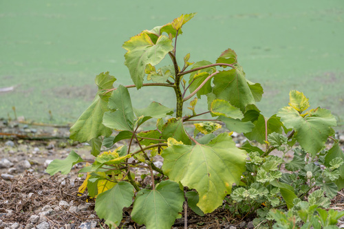 iNaturalist observation photo of rough cocklebur