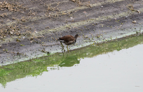 iNaturalist observation photo of Common Gallinule