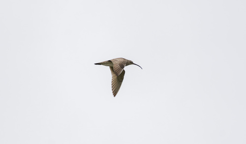 iNaturalist observation photo of Hudsonian Whimbrel