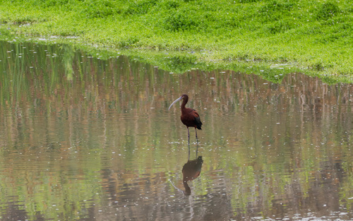 iNaturalist observation photo of White-faced Ibis