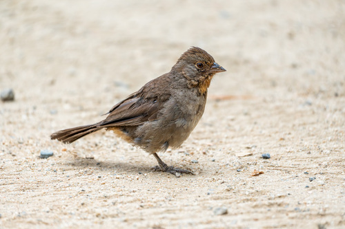 iNaturalist observation photo of California Towhee