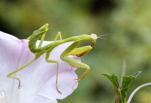 iNaturalist observation photo of Arizona Mantis