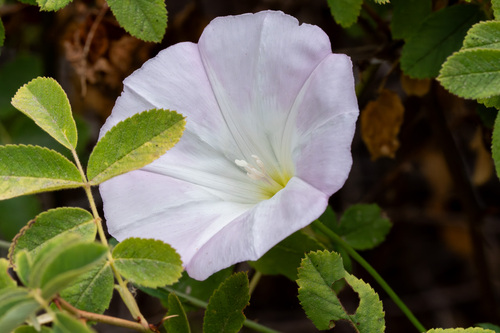 iNaturalist observation photo of coast morning glory