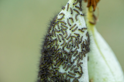 iNaturalist observation photo of Butterflies and Moths
