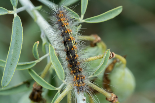 iNaturalist observation photo of Salt Marsh Moth