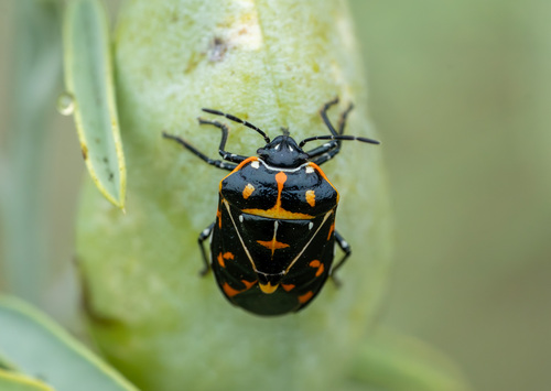 iNaturalist observation photo of Harlequin Bug