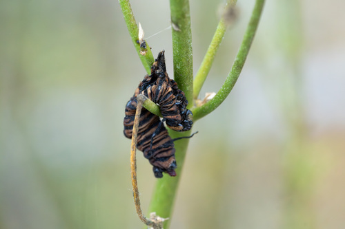 iNaturalist observation photo of Monarch