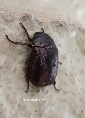 Coleoptera