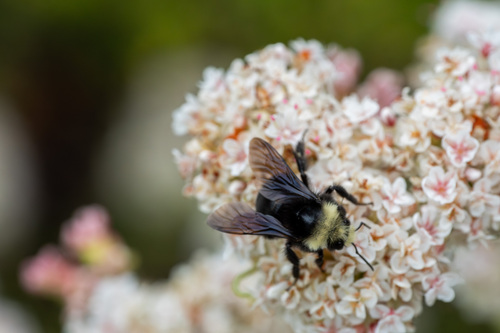 iNaturalist observation photo of Yellow-faced Bumble Bee