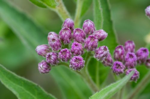 iNaturalist observation photo of marsh fleabane