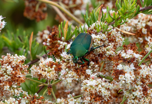 iNaturalist observation photo of Figeater Beetle