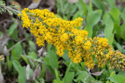 iNaturalist observation photo of velvety goldenrod