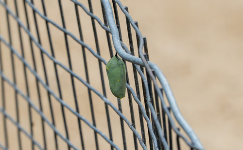 iNaturalist observation photo of Monarch