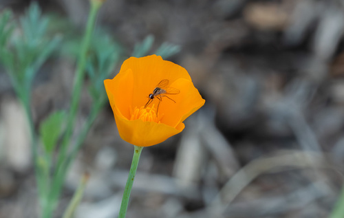 iNaturalist observation photo of Empidigeron