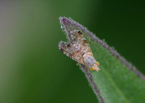 iNaturalist observation photo of Sourbush Seed Fly